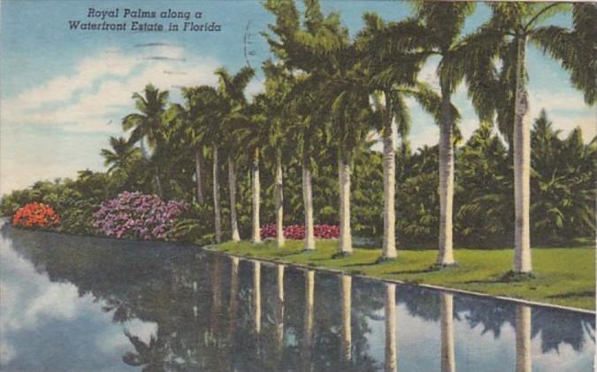 Florida Trees Royal Palms Along A Waterfront Estate 1965 Curteich