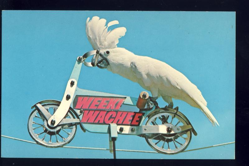 Weeki Wachee, Florida/FL Postcard, Cockatoo Duster Rides Bicycle