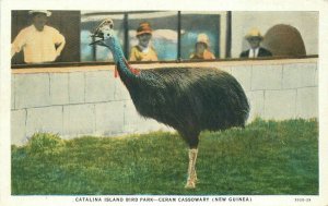 Bird Park Ceram Cassowary Catalina Island California 1920s Postcard 8333
