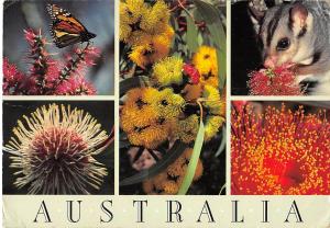 BR102023 sugar gliders butterflies and blossums  17x12cm australia