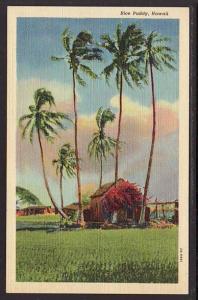 Rice Paddy Hawaii Post Card 5238