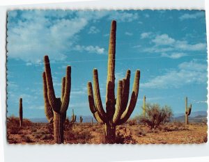 Postcard Saguaro Cactus Desert Scene