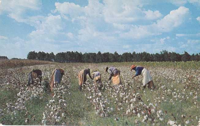 Cotton Picking Time in the Old South