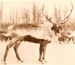 c1930 RPPC Reindeer Caribou Bull and Herd Real Photo Postcard