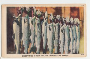 P2610 vintage postcard fishing trout greetings from south orington maine