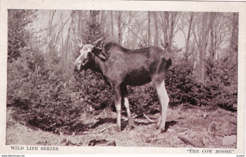 The cow Moose , 30-40s