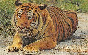 Tiger Asia Tigers Unused 