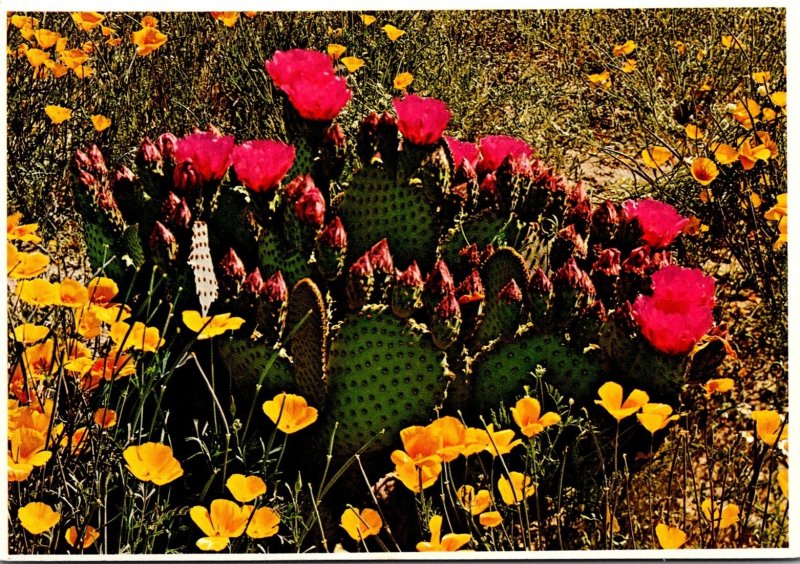 Arizona Springtime In The Desert Prickly Pear Cactus In Bloom