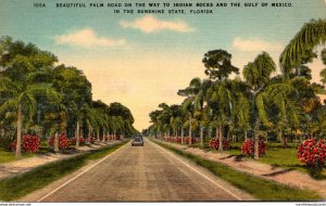 FLorida Beautiful Palm Road On The Way To Indian Rocks and Gulf Of Mexico