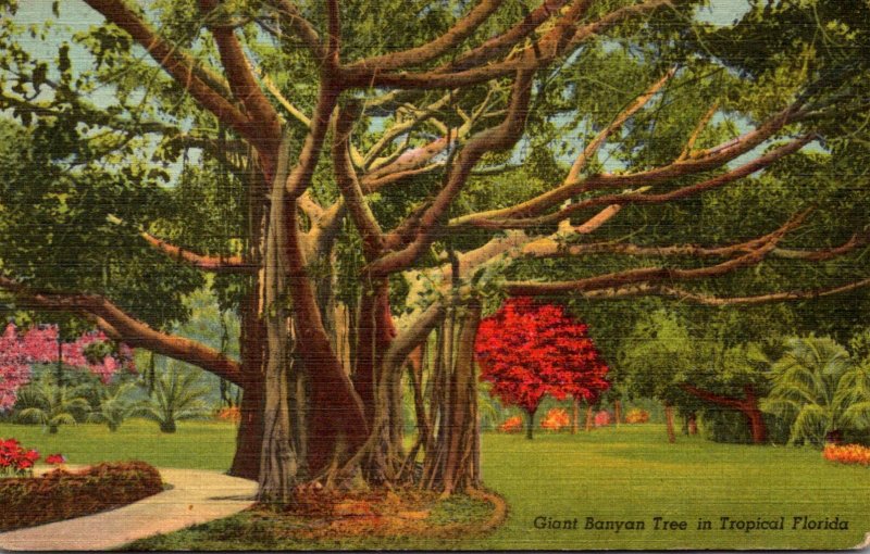 Florida Giant Banyan Tree Curteich