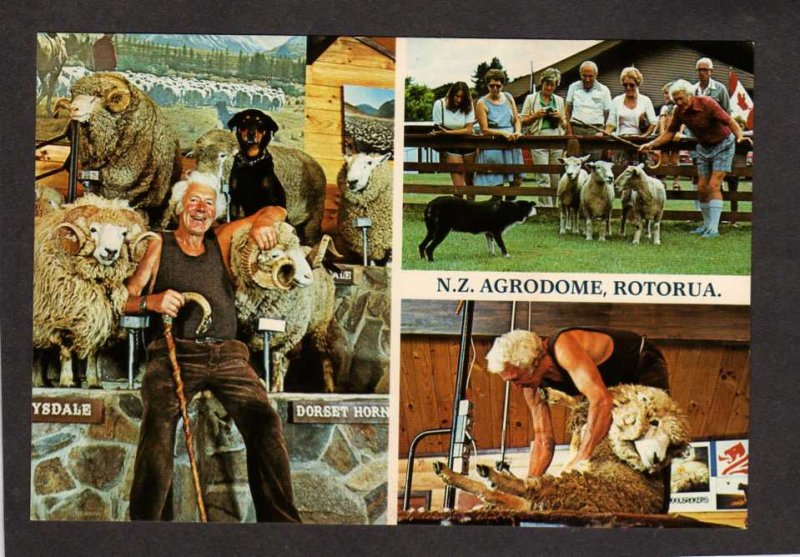 NZ Agrodome Rotorua Sheep Shearing Riverdale Park New Zealand Postcard