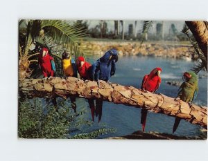 Postcard Trained parrots, Busch Gardens, Tampa, Florida