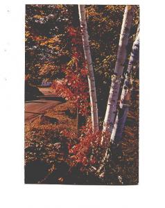 Fall Colours, Birch Trees, White Mountains of New Hampshire,  Used