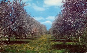 Washington Apple Blossom Time In Wenatchee