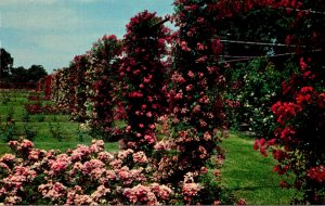 Rhode Island Providence Roger Williams Park Rose Garden