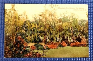 Vtg Magnolia Gardens on the Ashley River Charleston SC Valentine & Sons Postcard