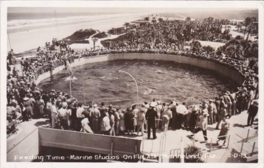 Florida Marineland Feeding Time Marine Studios Real Photo