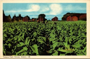 Tobacco Field Simcoe Ontario Canada WB Postcard VTG UNP Vintage Unused 