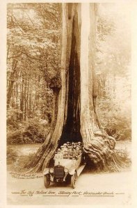 RPPC Big Hollow Tree STANLEY PARK Vancouver, BC c1920s Vintage Photo Postcard