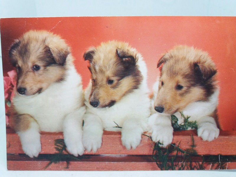 3 Beautiful Inquisitive Rough Collie Lassie Puppies Vintage Postcard 1960s