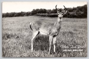 RPPC Oakland MD Maryland Beautiful White Tail Deer Real Photo Postcard U25