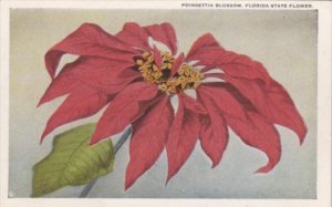 Florida State Flower Poinsettia Blossom Curteich