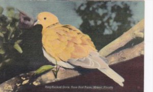 Florida Miami Ring Necked Dove At The Rare Bird Farm