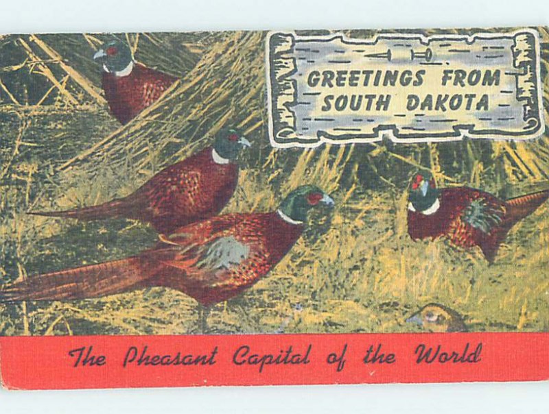 Pre-Chrome PHEASANTS Brookings & Aberdeen & Rapid City & Sioux Falls SD AH6365