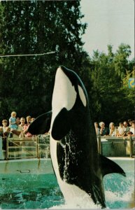 'Skana' Orca Whale Vancouver BC Aquarium Stanley Park Killer Whale Postcard G65