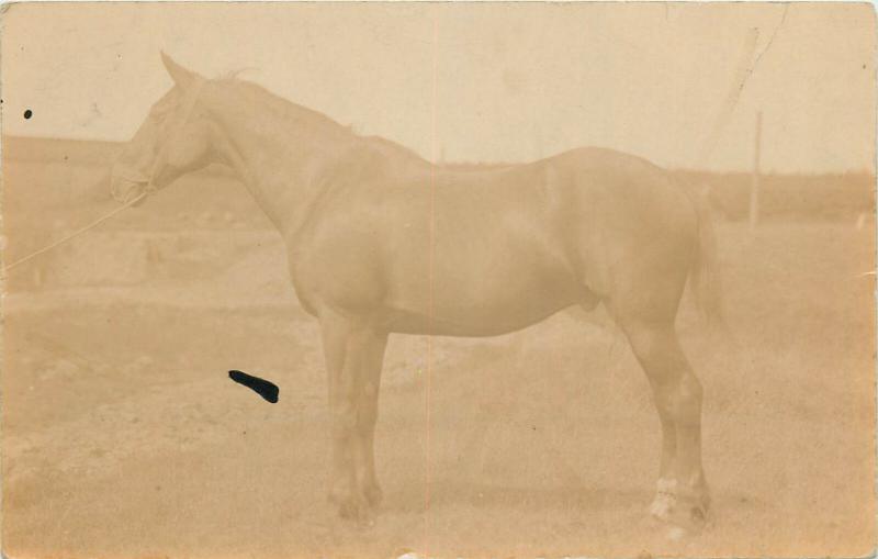 Horse early real photo postcard