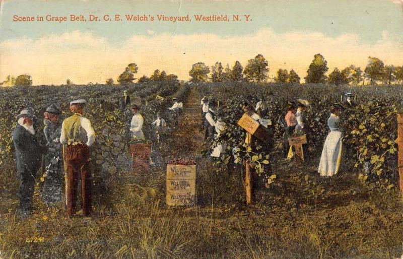 Westfield New York Welchs Vineyard Grape Belt Antique Postcard K431348