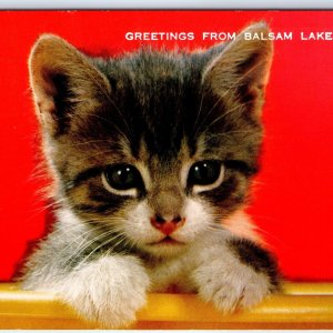 c1960s Balsam Lake, Wis. Greetings Adorable Baby Cat Tiger Kitten Kitty Pet A230