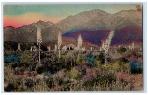 1937 The Rim Of The Desert Yucca In Bloom Scene Inspiration Arizona AZ  Postcard