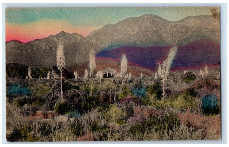 1937 The Rim Of The Desert Yucca In Bloom Scene Inspiration Arizona AZ  Postcard