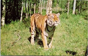 Siberian Tiger Largest Cat from Eastern Russia Unused Vintage Postcard H35