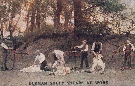 Burman Sheep Shears At Work Antique Shearing Farming Old Postcard