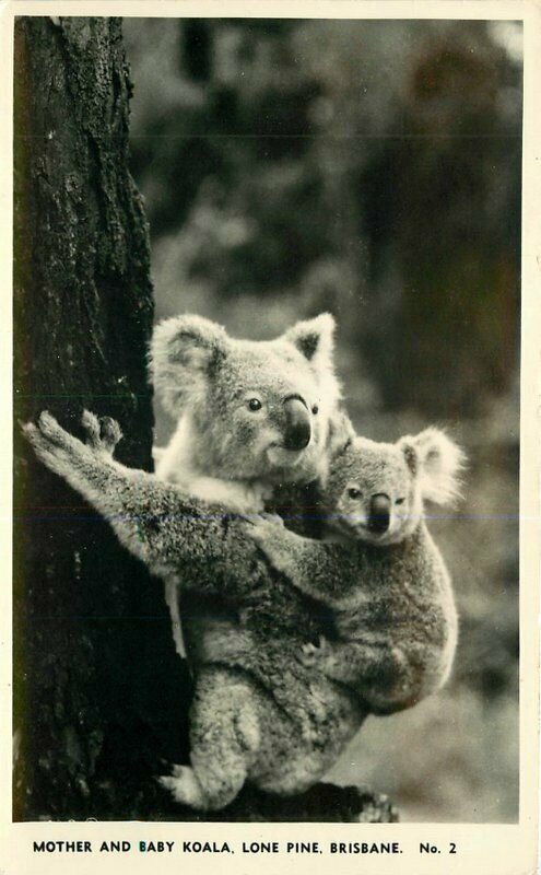 Australia Baby Koala Lone Pine Brisbane #2 RPPC Photo Postcard 7838