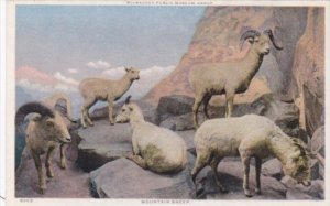 Mountain Sheep Milwaukee Public Museum Milwaukee Wisconsin Detroit Publishing