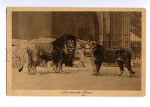 3148891 ZOO Abyssinian LION Abessinische Lowen Vintage PC