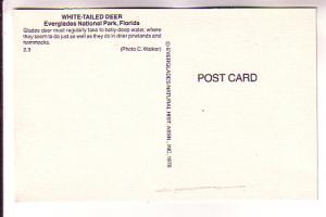 White Tailed Deer, Everglades Park, Florida