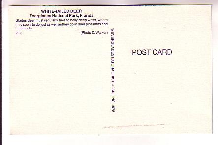 White Tailed Deer, Everglades Park, Florida