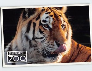 Postcard Tiger, San Francisco Zoo, San Francisco, California