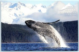A humpback whale breaching in Lynn Canal, Tongass National Forest, Alaska 