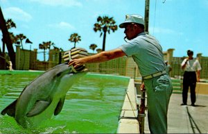 Dolphin Getting Textbooks For School Marineland St Augustine Florida