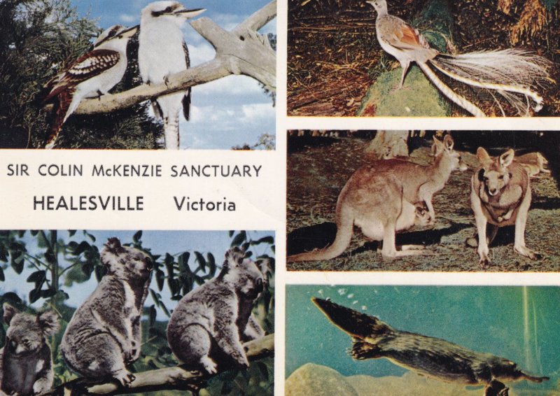 Healesville Victoria Australia Colin MacKenzie Sanctuary Postcard