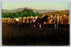 Farming~Workers & Cows Ploughing Field~Vintage Postcard