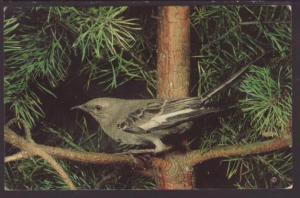 Mockingbird Postcard 