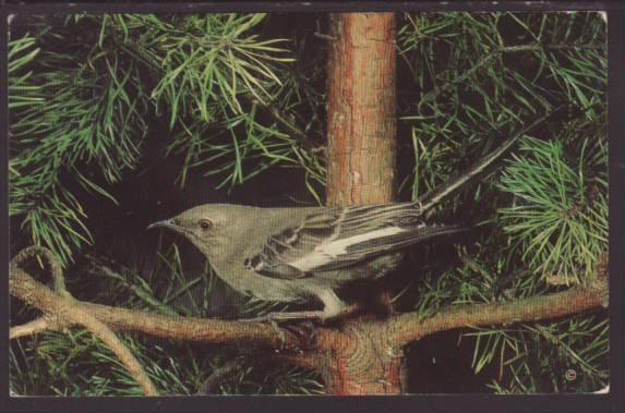 Mockingbird Postcard 