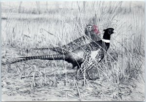 Postcard - Pheasants By Rod Arbogast - Allentown, Pennsylvania