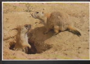 Prairie Dogs Postcard BIN 769